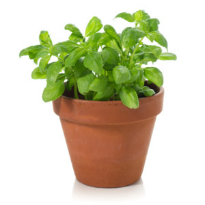 Basil Herbal Plant