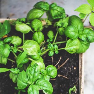 Urban agriculture becomes more popular in 2017 as new toolkits published